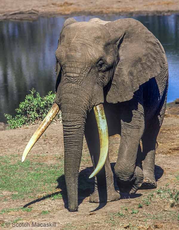 elephant leaving waterhole, Tembe Elephant Park