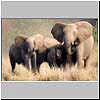 Picture of elephant family
