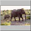 Elephant mother and baby
