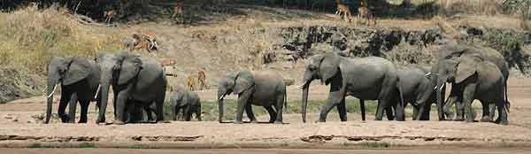 Elephant herd, Ruaha River, Ruaha National Park