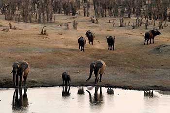 Elephants at waterhole, Hwange National Park, Zimbabwe