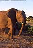 Image of elephant in late afternoon light, Botswana