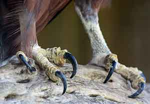 The fearsome talons of the African fish eagle