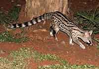 Small spotted genet, Kruger National Park, South Africa
