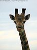 Close-up picture of giraffe, front-on