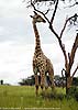 Picture of giraffe under tree