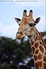 Picture of giraffe close-up, Kruger Park, South Africa