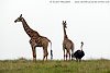 Picture of giraffe with ostrich, Tala Game Reserve, South Africa