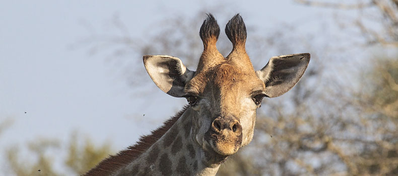 Giraffe head and neck against skyline, Kruger National Park, South Africa