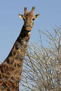 giraffe next to thorn tree