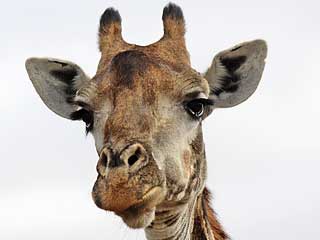 Giraffe close-up showing head and horns