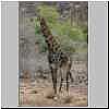 Giraffe male standing