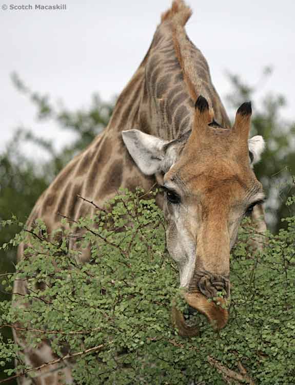 Giraffe browsing green leaves from top of thorn tree