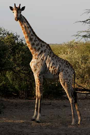 Giraffe at waterhole, Khama Rhino Sanctuary, Botswana