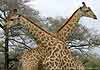 Giraffe pair, necks crossed