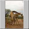 Giraffe males neck fighting