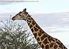 Giraffe browsing, head shot