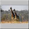 Giraffe male and female standing