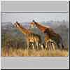Giraffe male and female
