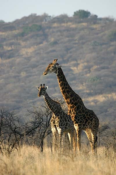 Giraffe male and female pair