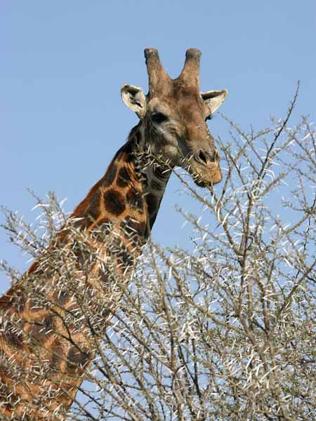 Giraffe about to browse