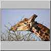 Giraffe using tongue to pluck leaves