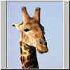 Giraffe head close-up