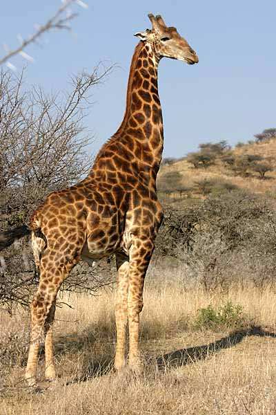 Giraffe standing, side-on