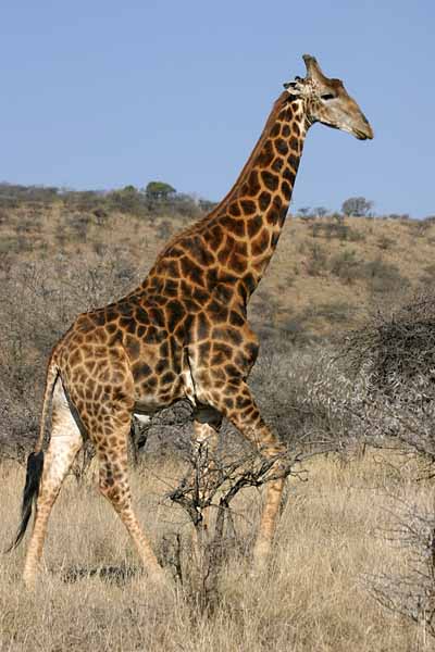 Giraffe walking, side-on