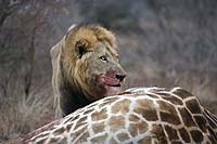Lion feeding on giraffe