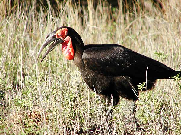 Picture of Ground Hornbill