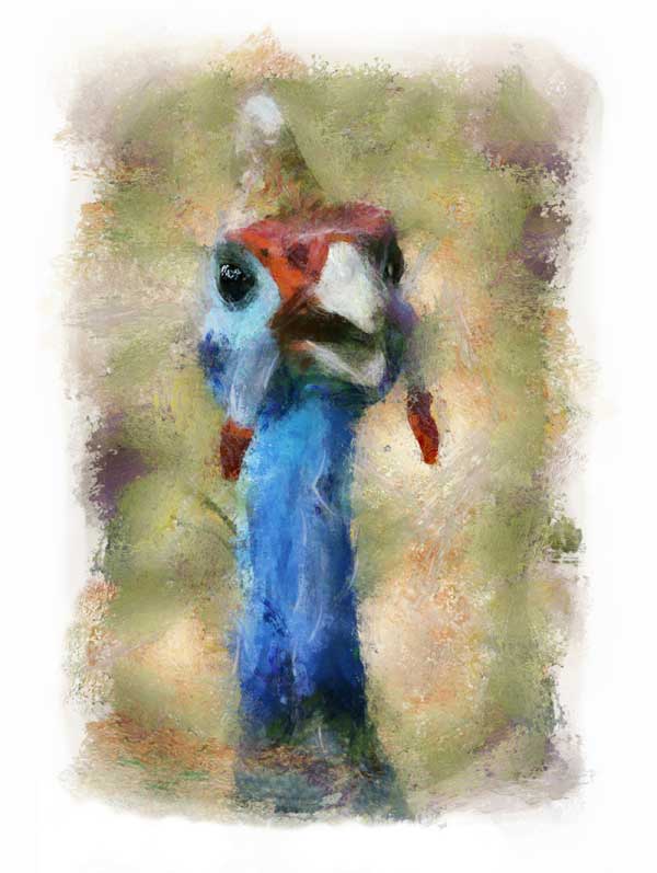 Helmeted guineafowl, impressionist style