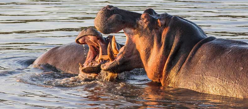 Hippos frolicking together, Kruger National Park, South Africa