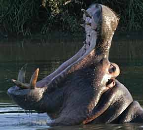 Hippo opening mouth in yawning display