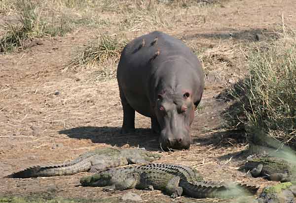 Hippo finds crocodiles blocking its path