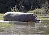 Hippo wading in Zambezi river