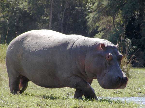Hippo standing on riverbank
