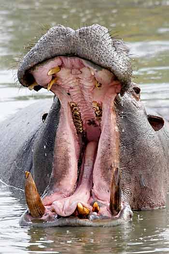 Hippo in yawning display, Moremi Game Reserve, Botswana