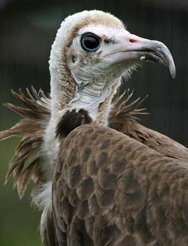 Portrait of Hooded Vulture