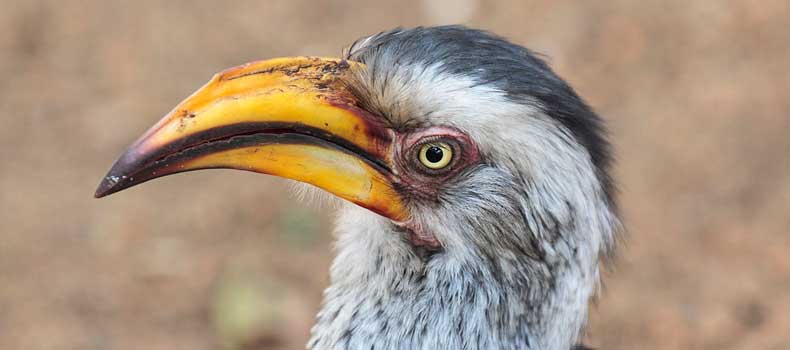 Yellowbilled-hornbill, close-up, Kruger National Park, South Africa