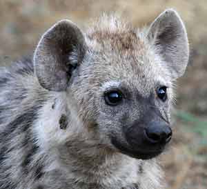 Spotted hyena pup