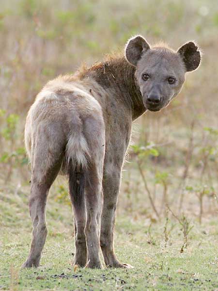 Hyena looking over shoulder