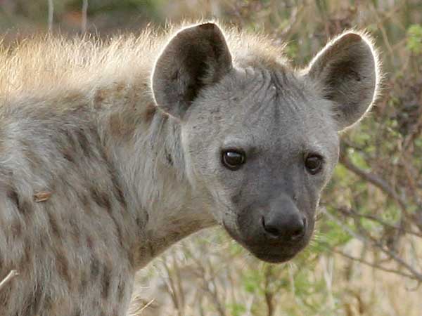 Spotted hyena close-up, Kruger National Park