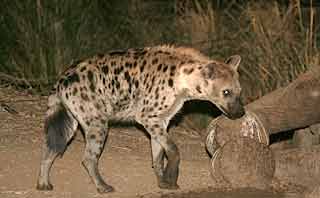 Spotted Hyena scavenging