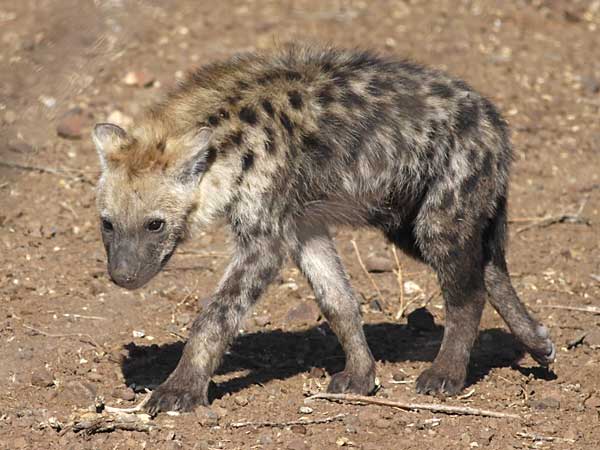 Hyena pup on the move