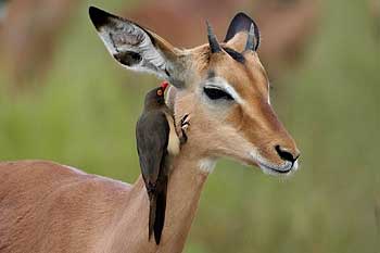Impala ram and redbilled oxpecker