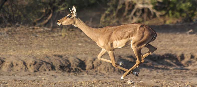 Impala antelope sprinting, Mashatu Game Reserve, Botswana
