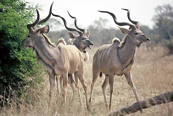 Trio of kudu bulls, Kruger National Park