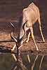 Kudu bull drinking at waterhole