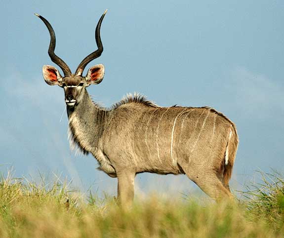 Kudu Bull against skyline